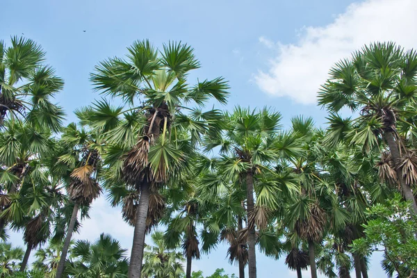 Fila Palma Palmira Asiatica Nel Parco Uso Giardino Parco Decorato — Foto Stock