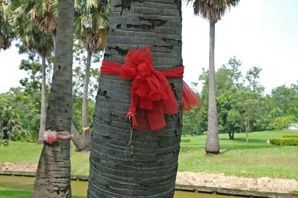 Red cloth wrap around the tree or fabric seven colors towel wrapped plam tree multicolored cloth tied in temple for belief of the Thai buddha worship