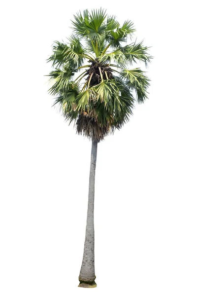 Palma Asiatica Palmira Isolata Sfondo Bianco Con Percorso Ritaglio — Foto Stock