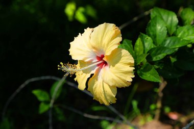 Güzel sarı Hibiscus çiçeğine yakın kırmızı bir merkezi ve yeşil yapraklı bir şelale