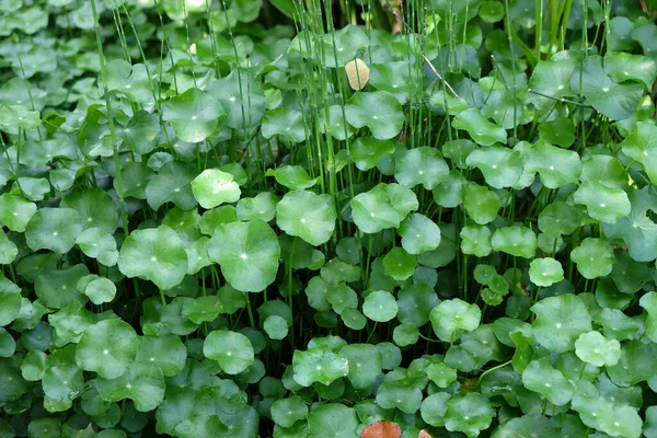 Gotu Kola Natural Green Textur — Stock Photo, Image