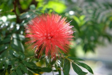 Calliandra eşdeğer olmayan kırmızı iplik çiçeği veya Calliandra çiçeği