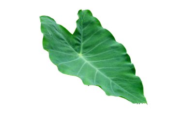 Beyaz arkaplan ve kırpma yolu üzerinde izole Caladium yeşil yaprak dokusu, Colocasia esculenta (L.)