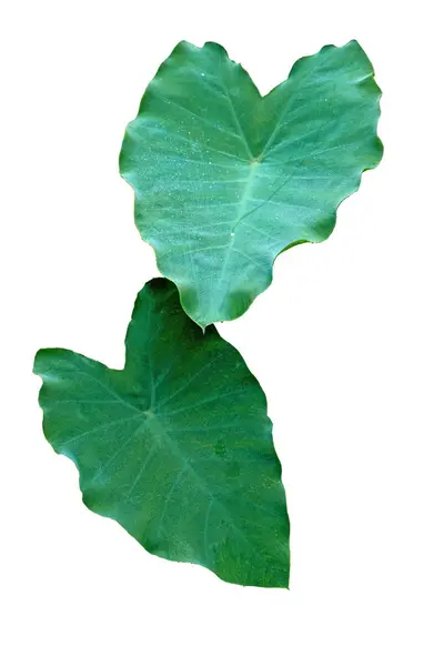 Caladium Green Leaf Texture Background Isolated White Background Clipping Path — Stock Photo, Image