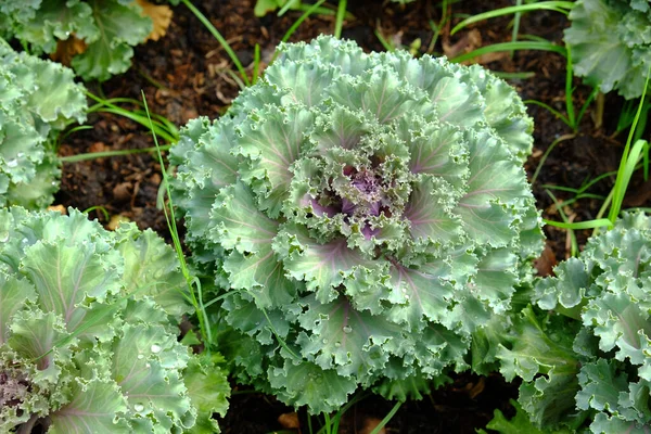 Cabbage Ornamental in the garden. Close up of Flowering Cabbage in flower bed at the farm