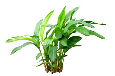 Heliconia, tropikal bitki çalısı. Beyaz arka planda yalıtılmış vahşi doğada yetişiyor.