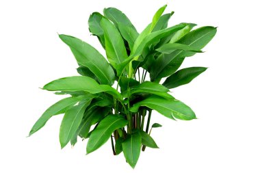 Heliconia, tropikal bitki çalısı. Beyaz arka planda yalıtılmış vahşi doğada yetişiyor.