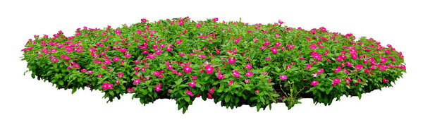 Розовый Kataranthus roseus цветок изолирован на белом фоне
