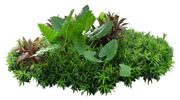 Plante Verte Tropicale Isolée Avec Une Voie Coupure Plante Oreille — Photo
