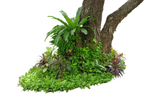 Baumstamm Regenwald Mit Tropischen Blattpflanzen Monstera Goldenem Efeu Vogelnestfarn Und — Stockfoto