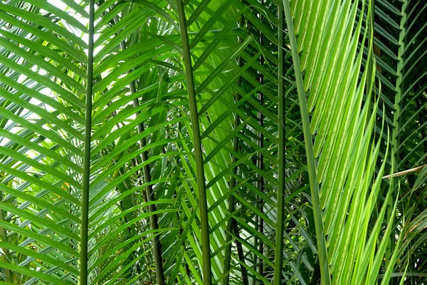 Palmeira Verde Profunda Nypa Fruticans Árvores Wurmb Para Uso Segundo — Fotografia de Stock