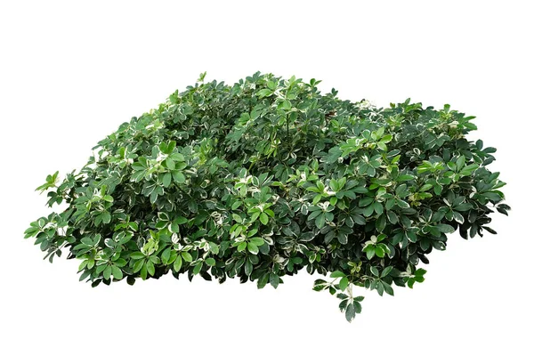 Schefflera Arboricola Con Nome Comune Nano Ombrello Variegato Arbusto Sempreverde — Foto Stock