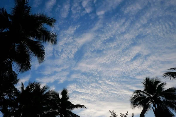 Shadows of coconut trees trimmed with Cirrostratus clouds in the sky