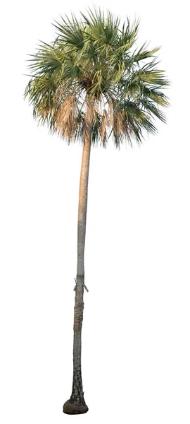 Vax Palm Copernicia Alba Palm Träd Isolerad Vit Bakgrund — Stockfoto