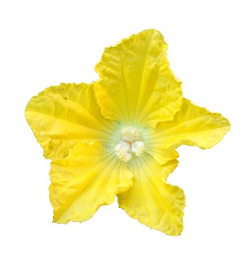 Sarı benincasa hispida çiçeği beyaz arka planda izole, kırpma yolu ile