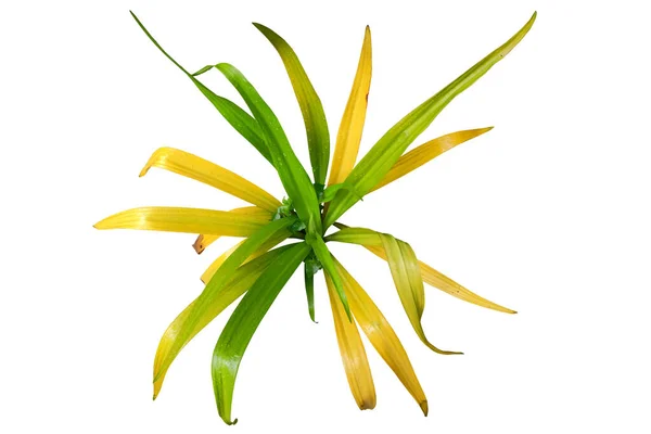 Golden Crinum Lily Vedere Sus Plantelor Izolate Fundal Alb Calea — Fotografie, imagine de stoc