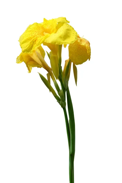노란빛칸 꽃이나 수있는 칸나꽃은 배경에 분리되어 아름다운 꽃이다 — 스톡 사진