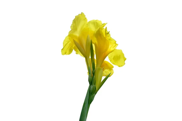Yellow Canna Lily Edible Canna Flower Beautiful Isolated White Background — Stock Photo, Image
