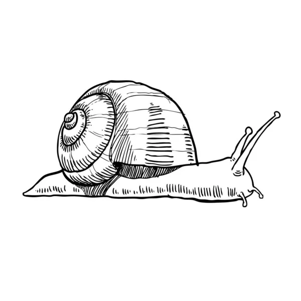 Escargot Vecteur Dessiné Main — Image vectorielle