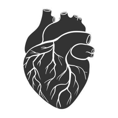 İnsan Kalbi Siluet Vektörü. İnsan Anatomisi İllüstrasyonu. Tıbbi Sunum Sembolünü İmzala.