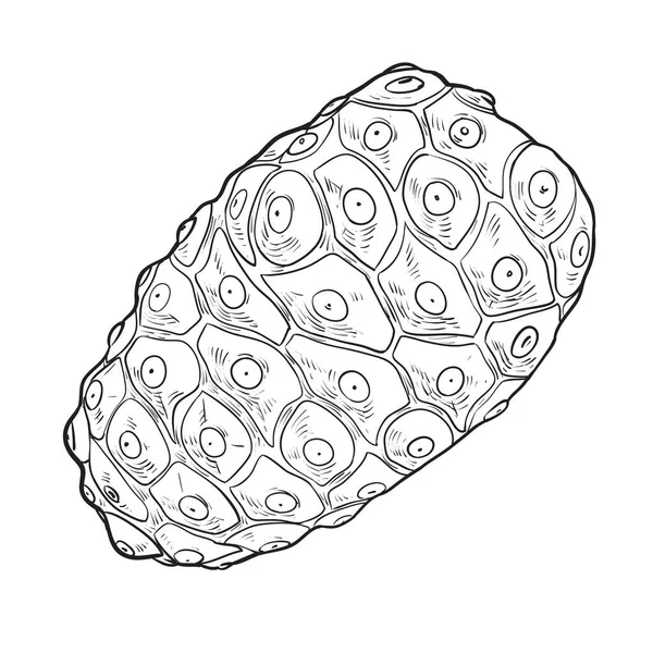 ノニフルーツの手描き 白い背景に単離されたノニのイラスト 果物には利点が含まれています ベクトルイラスト — ストックベクタ