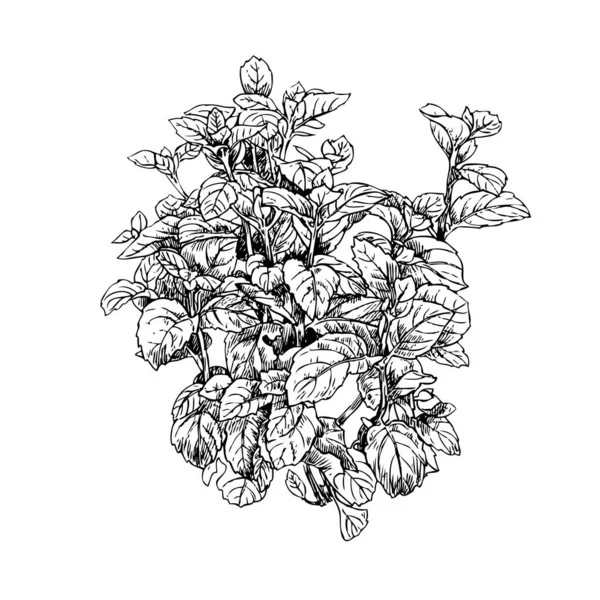 Мятный Рисунок Растение Стиле Гравировки Белом Фоне Ботаническая Векторная Иллюстрация — стоковый вектор