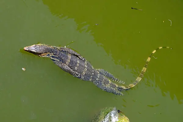 Monitor Água Lizard Nadando Água Verde Tailândia — Fotografia de Stock