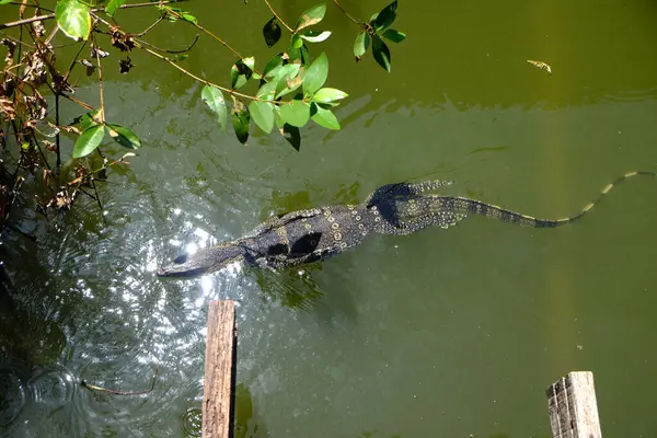 Water Monitor Lizard Swimming In Green Water. Thailand