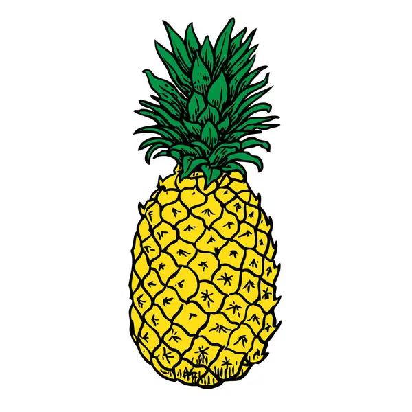 Illustration Dessinée Main Ananas Isolée Sur Fond Blanc — Image vectorielle