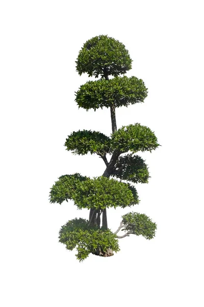 Таке Дерево Вигинається Саду Ізольовано Білому Тлі Відсічним Контуром — стокове фото