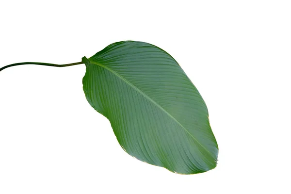 Zielone Liście Tropikalne Calathea Lutea Aubl Cześć Mey Cygaro Calathea — Zdjęcie stockowe