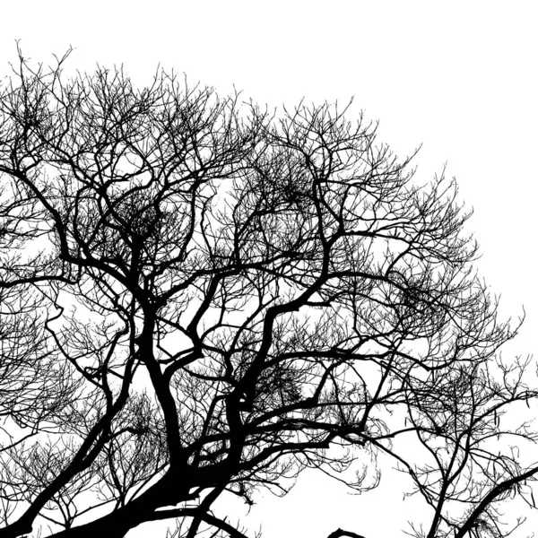 Realistyczne Gałązki Drzewa Sylwetka Białym Tle Ilustracja Wektora — Wektor stockowy