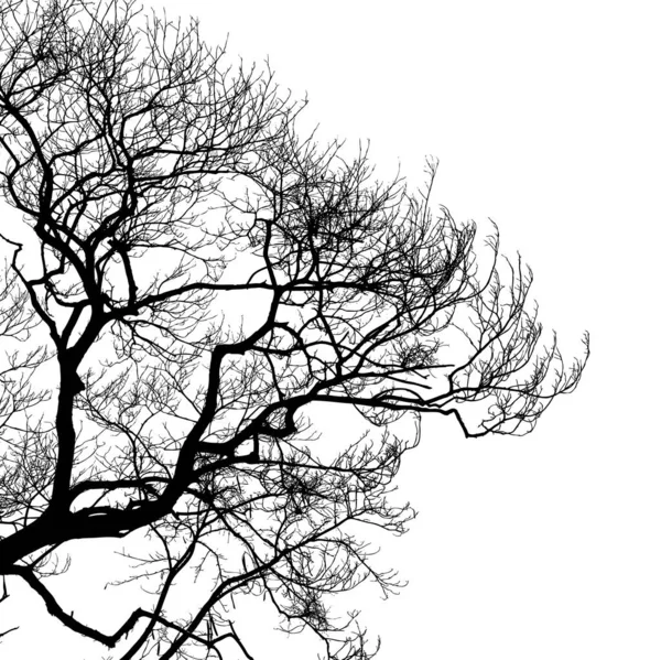 Realistické Větve Stromů Silueta Bílém Pozadí Vektorová Ilustrace — Stockový vektor