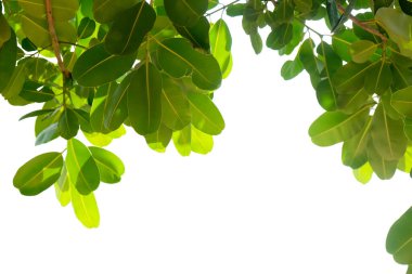 Yeşil İskenderiye defne yaprağı beyaz arka planda izole edilmiş yeşil ağaç yapraklarının güzel doğa desenini kapatıyor. Lea 'nın doğası.