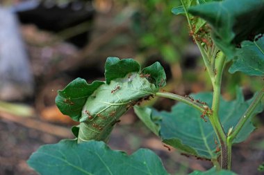 Ağaçta bir karınca yuvası