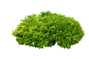 Beyaz arka planda yalıtılmış gardenya bitkisi, kırpma yolu, Cape Jasmine, The Gardenia Jasminoides