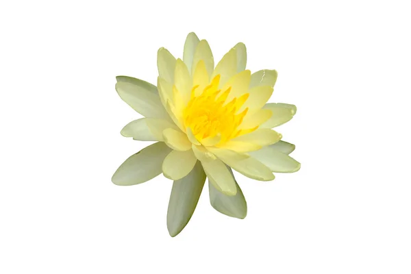 Yellow Lotus Flowers Isolated White Background Clipping Path — Stock Photo, Image