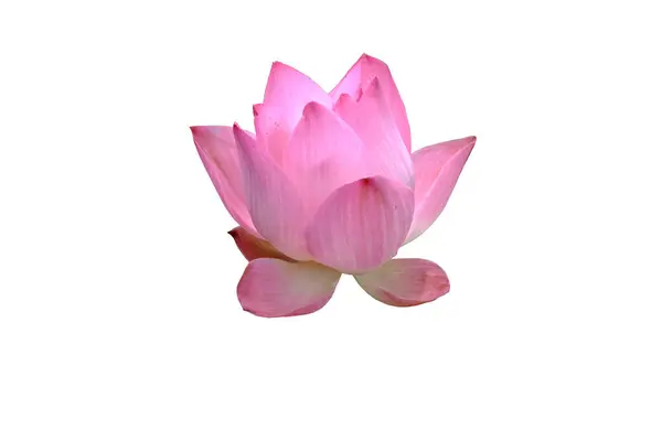 Pink Lotus Flower Isolated White Background Clipping Path — Stock Photo, Image