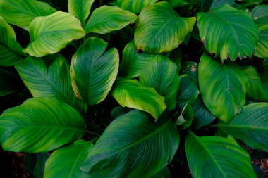 Spatthiphyllum yamyam yaprakları, soyut yeşil doku, doğa arka planı, tropikal lea