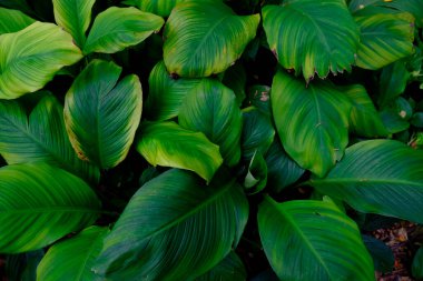 Spatthiphyllum yamyam yaprakları, soyut yeşil doku, doğa arka planı, tropikal lea