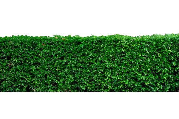 Groene Heg Groene Bladeren Muur Geïsoleerd Witte Achtergrond Met Knippad — Stockfoto