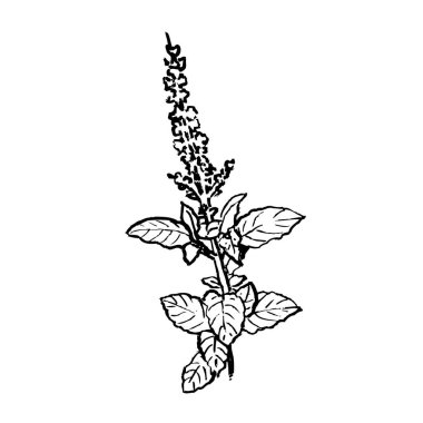 Tayland fesleğen vektörü. El yapımı baharatlı Tayland fesleğeni yaprakları. Tıbbi ve aromatik bitkiler.