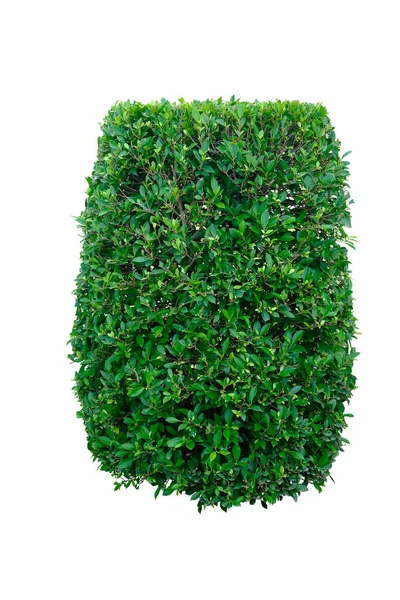 Green Bush Shape Banyan Tree Isolated White Background Objects Clipping — Stock Photo, Image