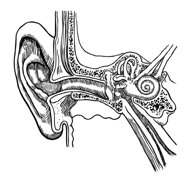 Anatomie Lidského Ucha Vektorová Ilustrace Izolované Bílém Pozadí — Stockový vektor
