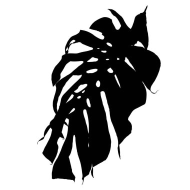 Beyaz arka planda izole edilmiş canavar yaprağının siyah siluetleri, Vektör illüstrasyonu