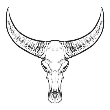 Buffalo skull vektör kroki. Vintage vektör çizim.