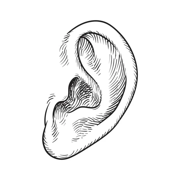 白地に孤立した手描きの耳 ベクターイラスト — ストックベクタ