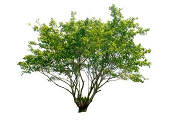 Beyaz arkaplanda izole edilmiş ağaç