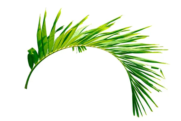 Green Palm Leaves Isolated White Background Clipping Pat — Stock Photo, Image