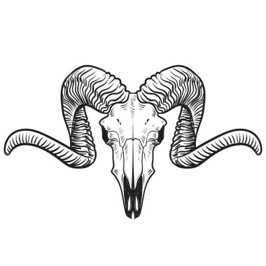 Keçi kafataslı illüstrasyon. El çizimi. Vektör